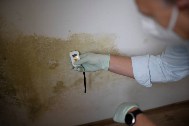 Mold Removal and Inspection in Great Neck Gardens, NY