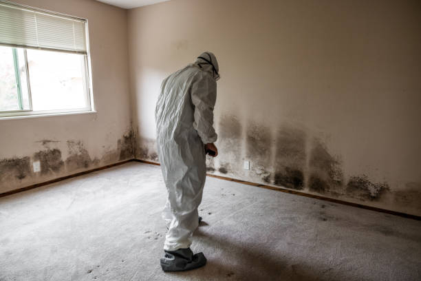 Best Mold Damage Repair  in Great Neck Gardens, NY