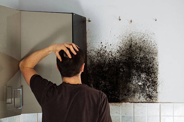 Best Black Mold Removal  in Great Neck Gardens, NY